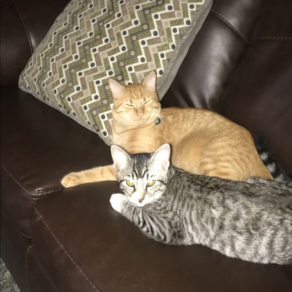 Meet your Posher, Yubelka - Picture 4 of 7